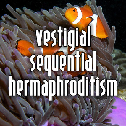 vestigial sequential hermaphroditism